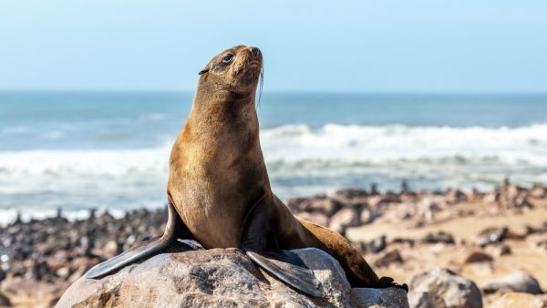 fur seal