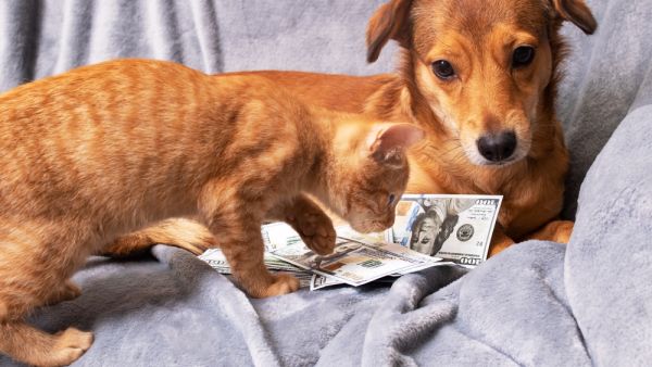 Cats and dogs inherit millions of dollars in US.(Shutterstock)