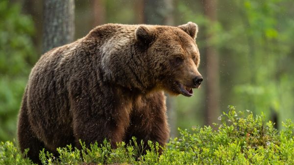 bear