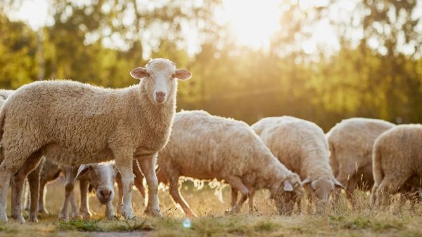 Sheep
