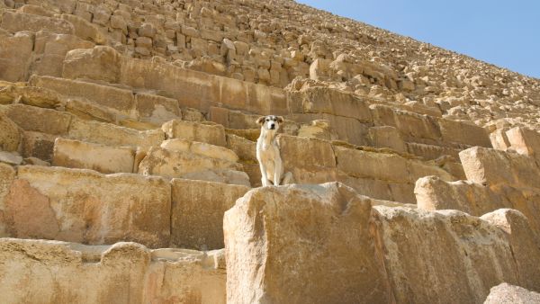 Pyramid-climbing dog 