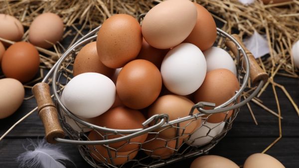 egg 