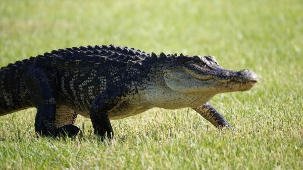alligator 