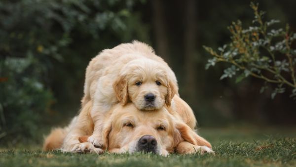 dogs