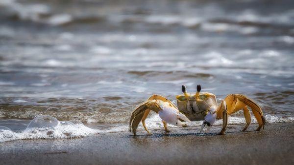 crab