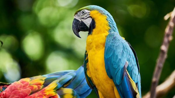 parrots