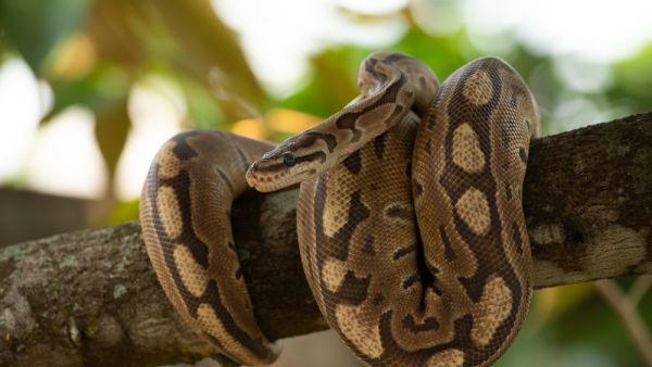 python