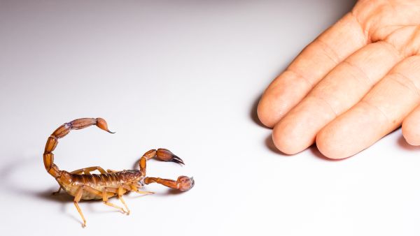Scorpion