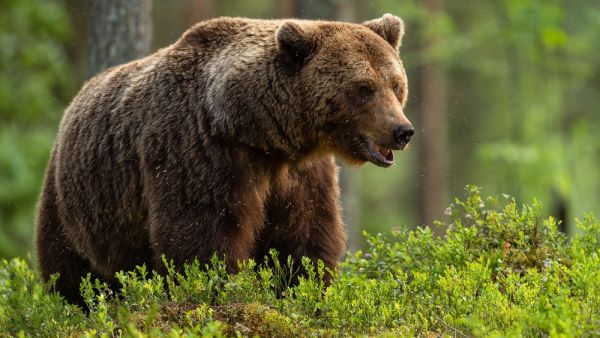 Bear