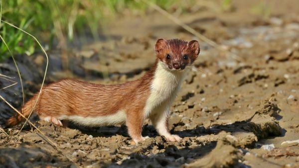 weasel