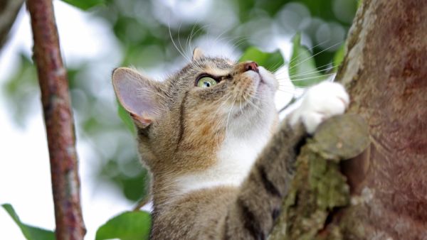 cat