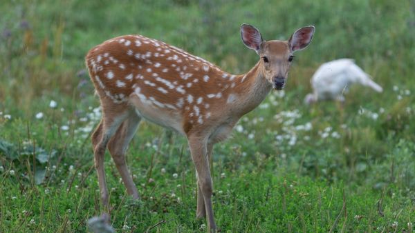 Deer