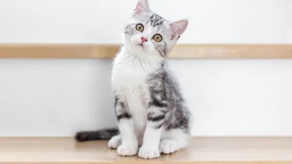 kitten