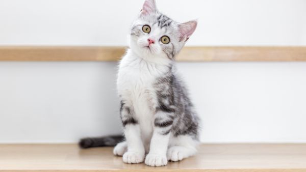 kitten