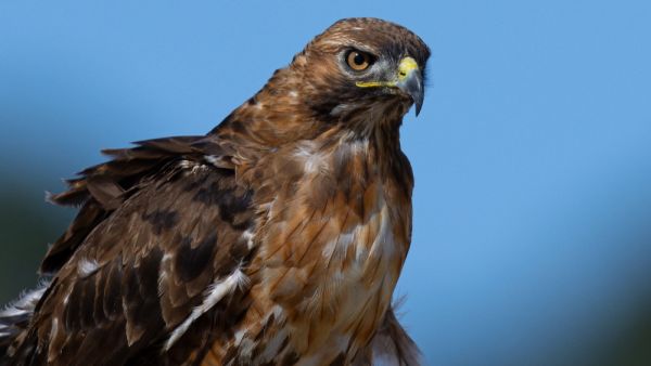 Hawk