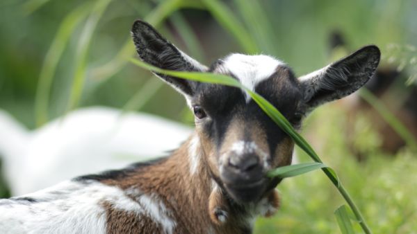 goats 