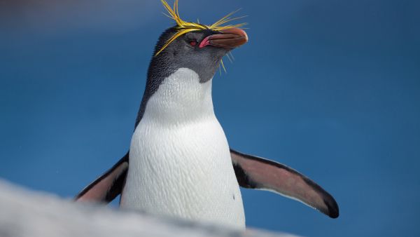 macaroni penguin