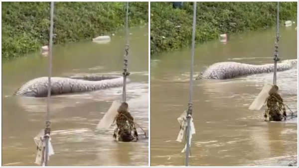 Enormous python