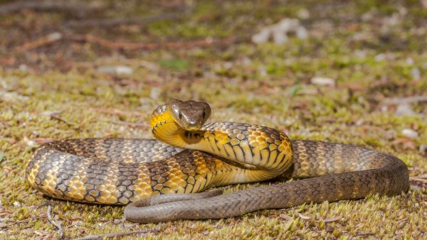 tiger snake