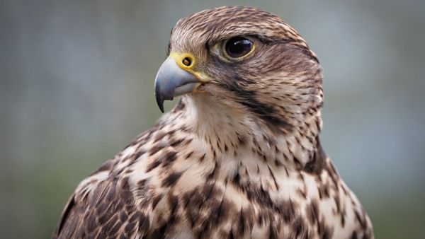 falcon