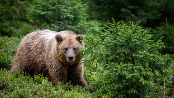 Bear