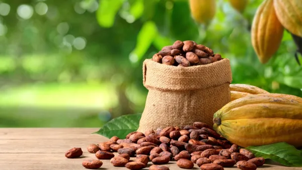 Cocoa