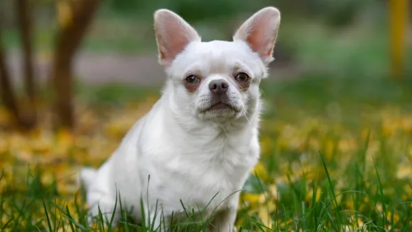Chihuahua 
