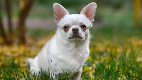 Chihuahua 