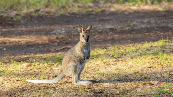 wallabies
