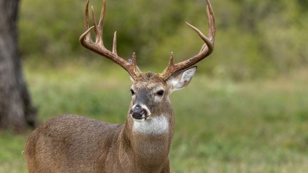 Buck