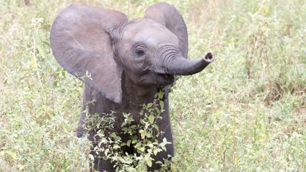 elephant