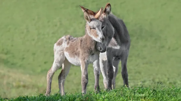 Donkey