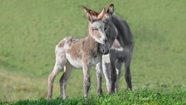 Donkey