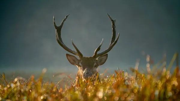 deer 
