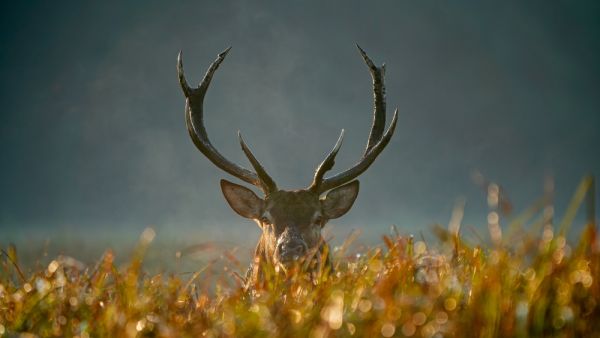 deer 