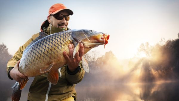 Fish with lips bigger than any cosmetic surgery makes waves online