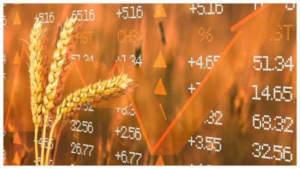 سوريا: طرح مناقصة لشراء 100 ألف طن من قمح الطحين, المصدر shutterstock