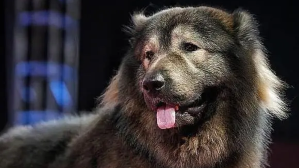 dog 