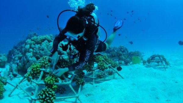 منتجعات فورسيزونز المالديف تزرع الإطار المرجاني رقم 9000 في خطوةٍ تاريخية للحفاظ على البيئة البحرية منتجعات فورسيزونز المالديف تزرع الإطار المرجاني رقم 9000 في خطوةٍ تاريخية للحفاظ على البيئة البحرية
