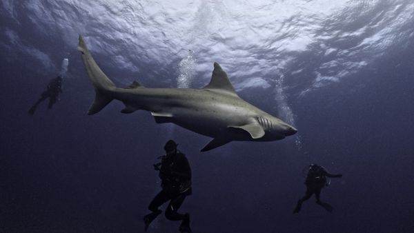 Viral Video: Drone captures shark's stealthy pursuit of divers