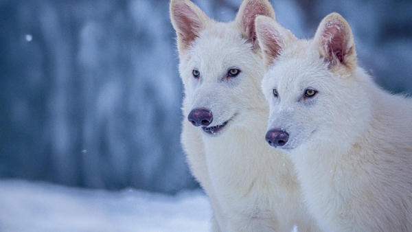 dire wolf