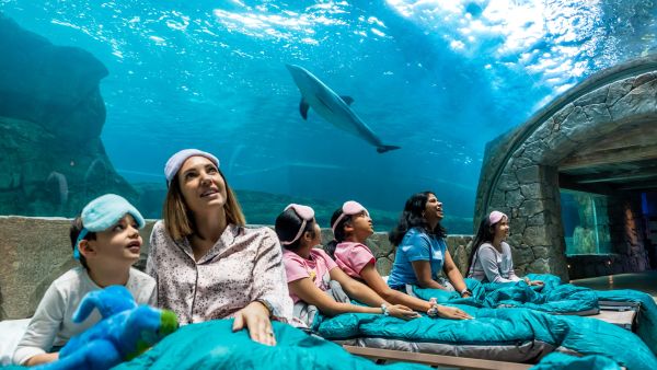 SeaWorld® Yas Island, Abu Dhabi is Hosting Its Biggest Sleepover Event Yet this June
