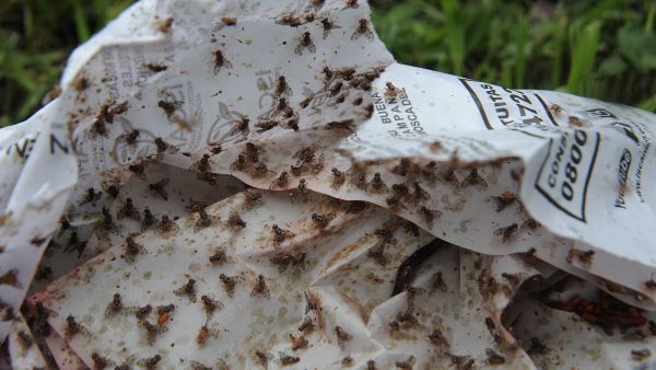 Fruit Fly Invasion from Egypt Hits Tel Aviv, Alarming Farmers