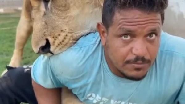 أسد