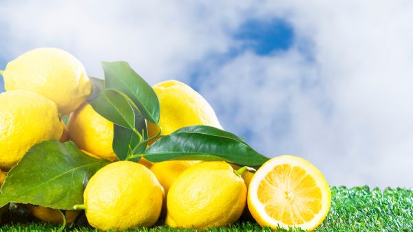 تفسير رؤية الليمون الأصفر في المنام للنابلسي وابن سيرين
