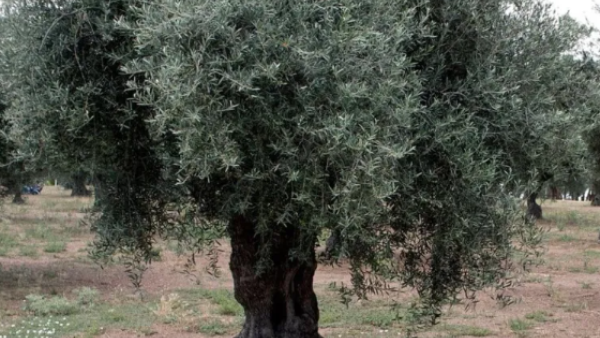 الدول العربية أكبر منتجي الزيتون في العالم