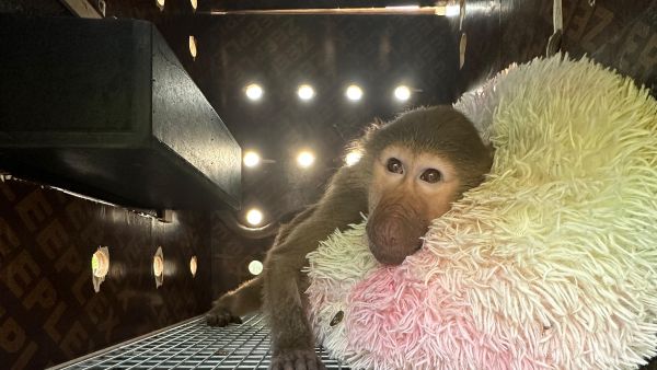 DHL Express Returns Two Rescued Baboons to Their Natural Habitat in Djibouti