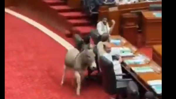 Donkey storms Pakistan’s senate, leaving lawmakers in stitches