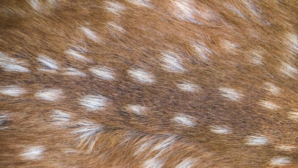 موضة ربيع 2026  طبعة الغزال Bambi Print