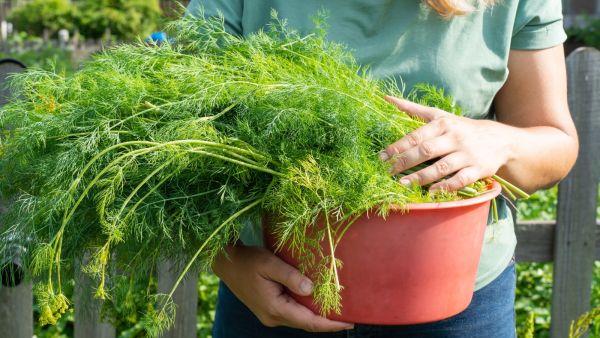 عشبة خضراء تحميكِ من فقدان البصر مع التقدم في العمر... ما هي؟